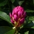 Rhododendron longesquamatum